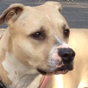 Meet your Posher, Toni